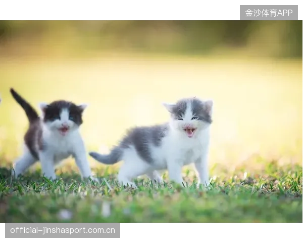 一只软萌小猫，让世界爱上长城！长城与网络文化的奇妙共舞
